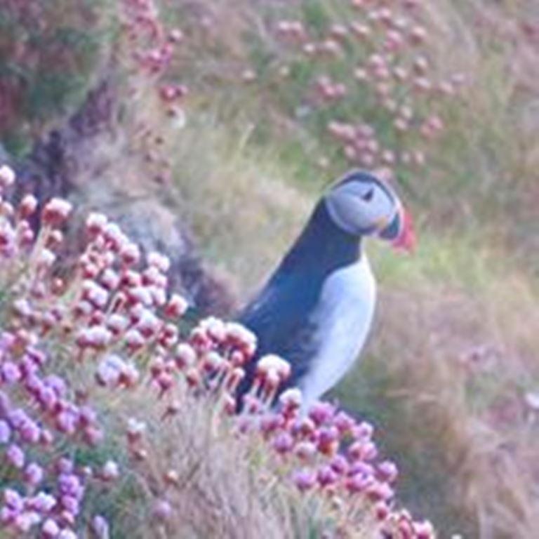 Windhaven Camping And B&B Thurso Exteriér fotografie
