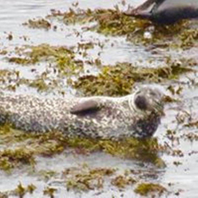 Windhaven Camping And B&B Thurso Exteriér fotografie