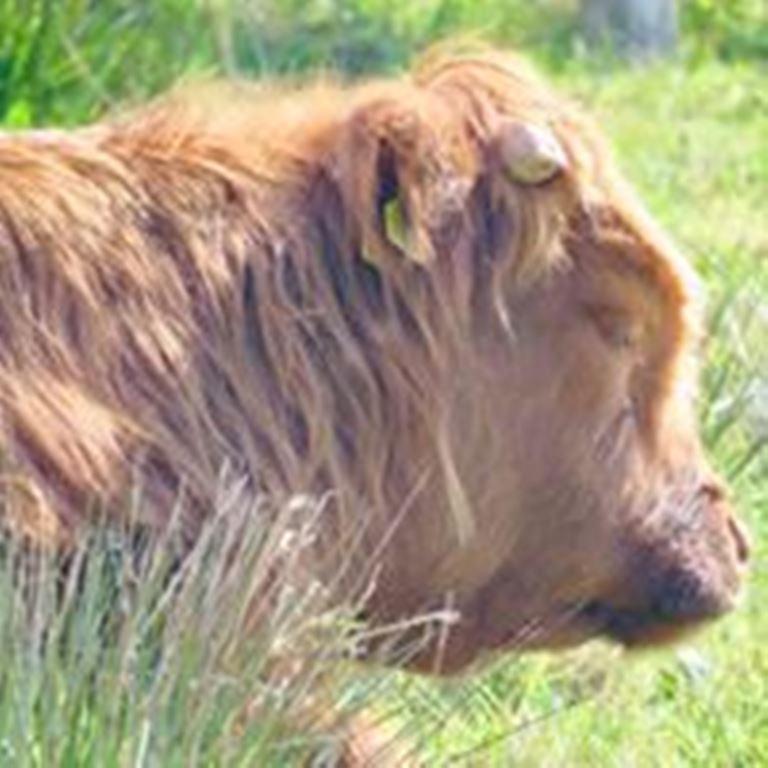 Windhaven Camping And B&B Thurso Exteriér fotografie